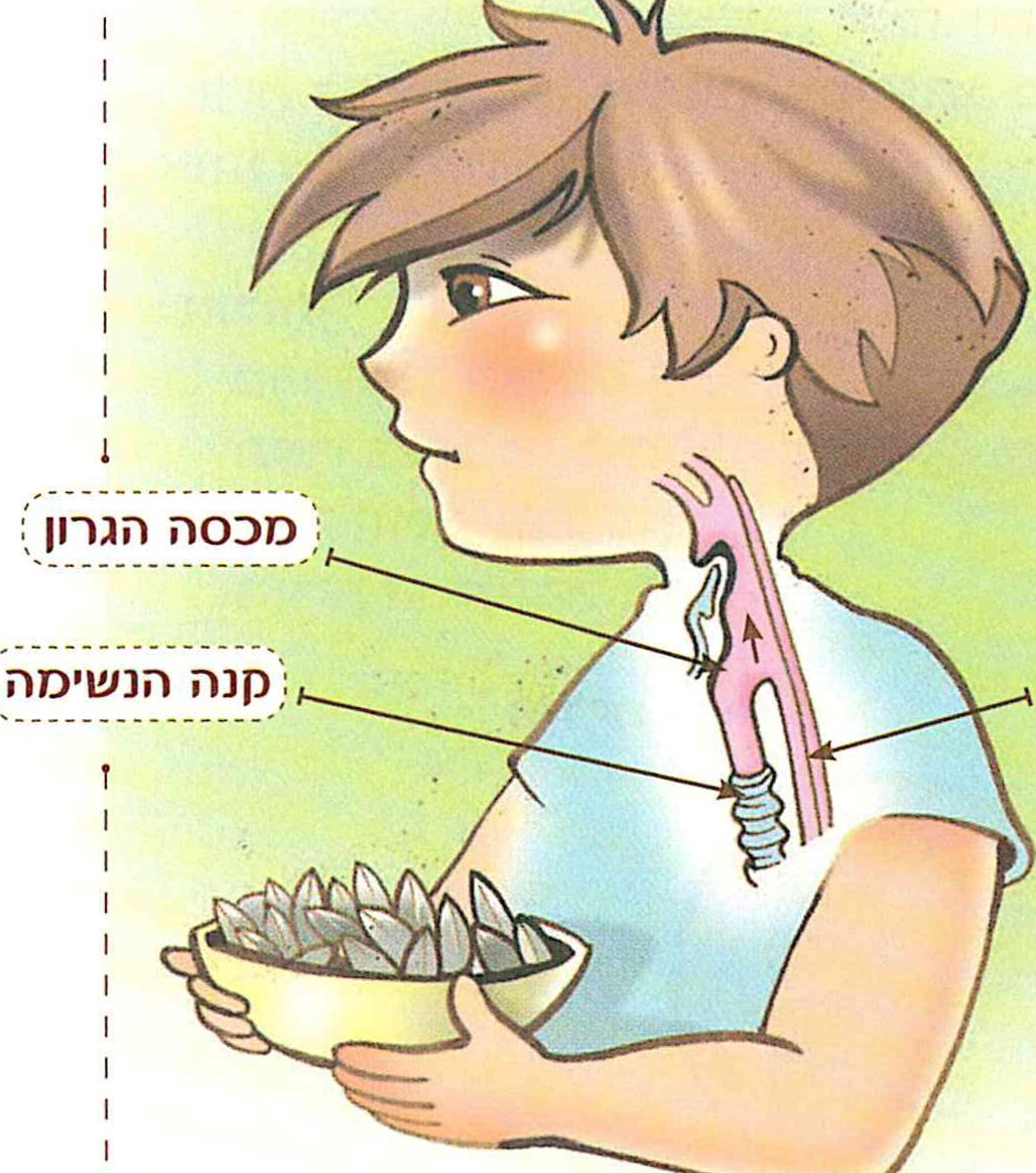 (בספר תרשים - היעזר במורה)
